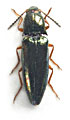 Vuilletus confusus