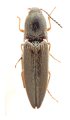 Warchalowskianus taiwanensis