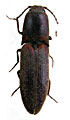 Xanthopenthes bocakorum