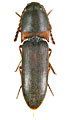 Xanthopenthes klausnitzeri