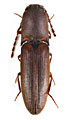 Xanthopenthes kubani