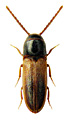 Xylophilus corticalis