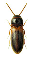 Xylophilus testaceus