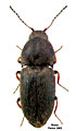 Zorochros alysidotus