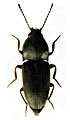 Zorochros alysidotus