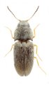 Zorochros cervenkai