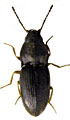 Zorochros dermestoides