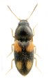 Zorochros dolini