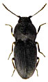 Zorochros flavipes