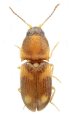 Zorochros fujianensis
