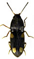 Zorochros ibericus