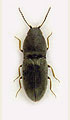 Zorochros meridionalis