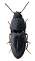 Zorochros meridionalis