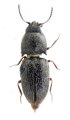 Zorochros piceus