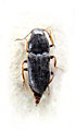 Zorochros pilosellus