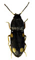 Zorochros quadriguttatus