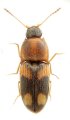 Zorochros tongshanensis
