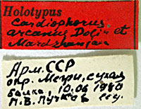 Type