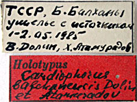 Type