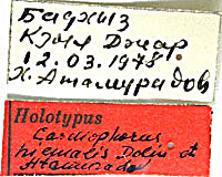 Type