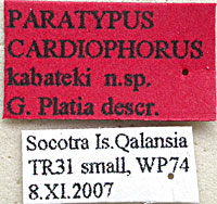 Type