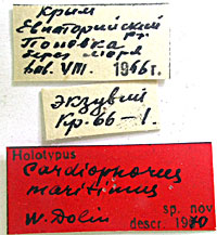 Type
