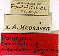 Type