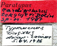 Type