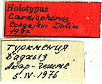 Type