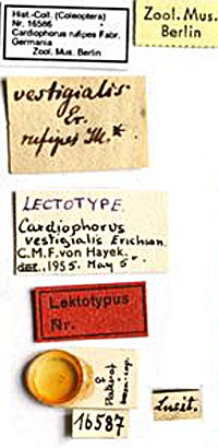 Type