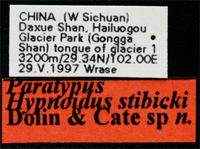 Type