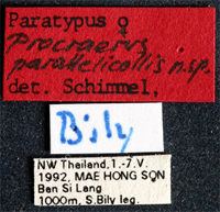 Type
