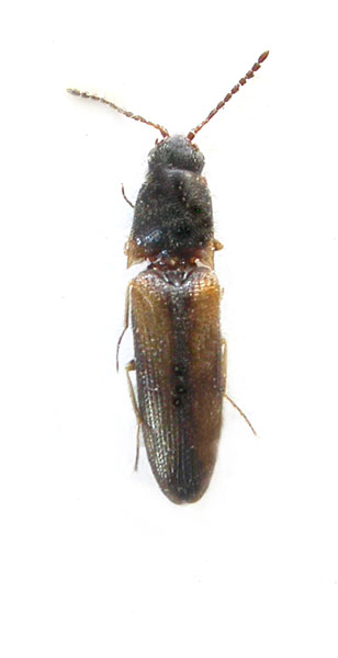 Abelater infimusius