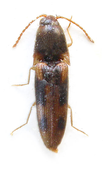 Abelater merapienus