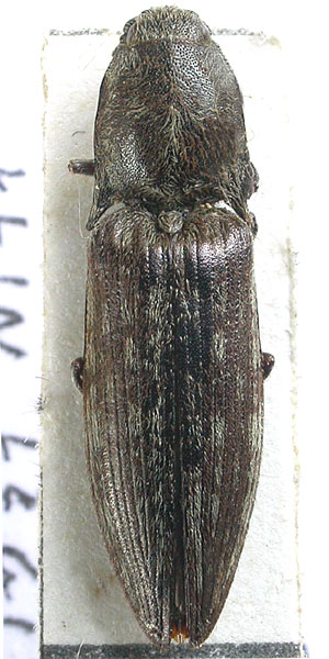 Actenicerus alternatus