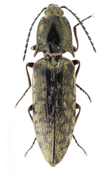 Actenicerus benesi