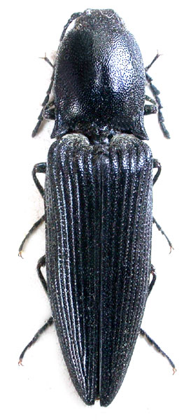 Actenicerus gnatodicrus