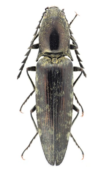 Actenicerus guangdongensis