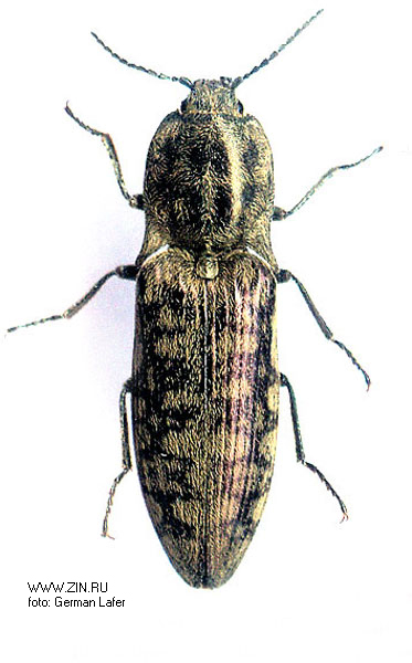 Actenicerus infirmus