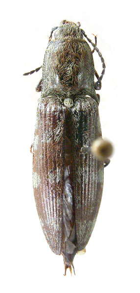 Actenicerus kurilensis