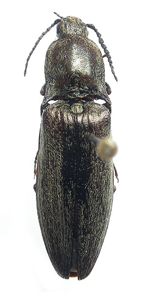 Actenicerus kurilensis