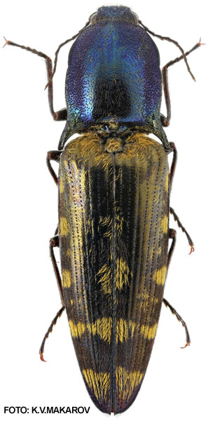 Actenicerus maculipennis