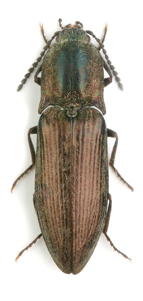 Actenicerus paulinoi