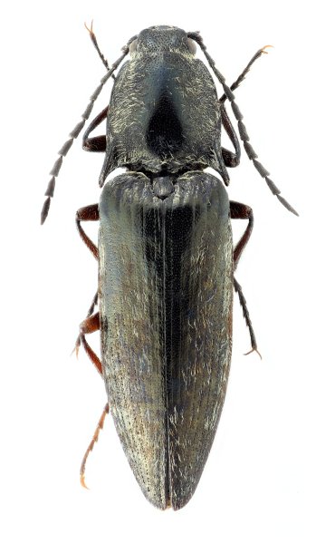Actenicerus prosternalis