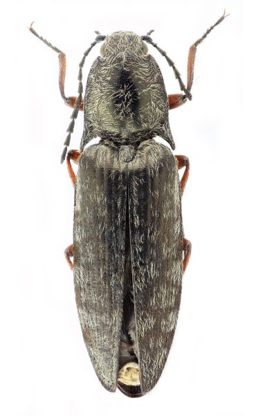 Actenicerus reuteri