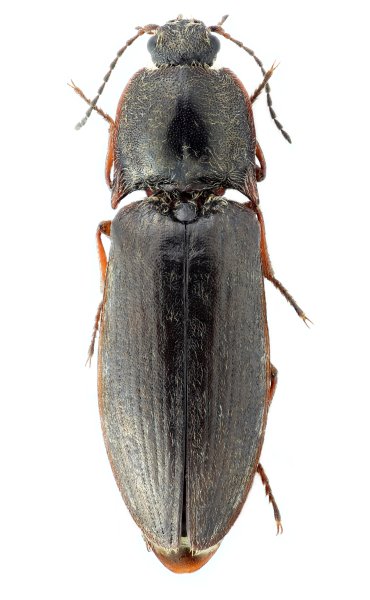 Actenicerus reuteri