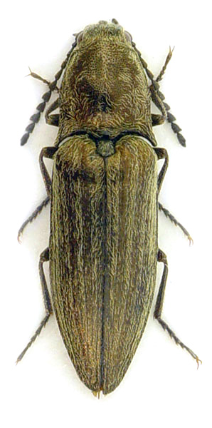 Actenicerus siaelandicus