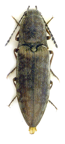 Actenicerus siaelandicus