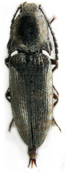 Actenicerus sichuanensis