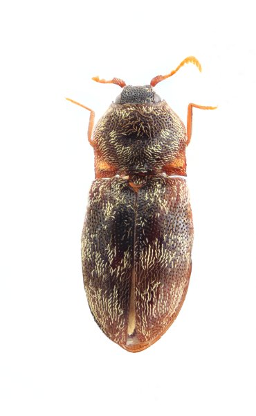 Adelocera dificilis